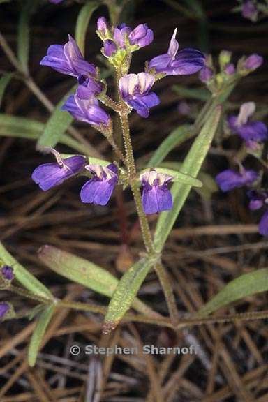 collinsia torreyi var torreyi 2 graphic